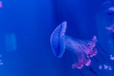 Denizanası deniz suyunda yüzüyor.