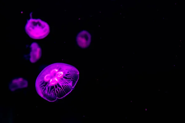 Medúza Úszik Tengervízben — Stock Fotó