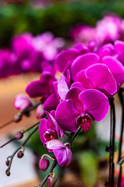 Phalaenopsis Het Toneel Van Plant Tentoonstelling Gebied Van 12E Jilin — Stockfoto