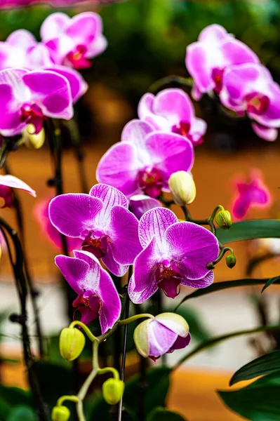 Phalaenopsis Het Toneel Van Plant Tentoonstelling Gebied Van 12E Jilin — Stockfoto