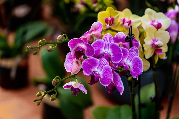 Phalaenopsis Scène Zone Exposition Plantes 12Ème Jilin Changchun Winter Agricultural — Photo