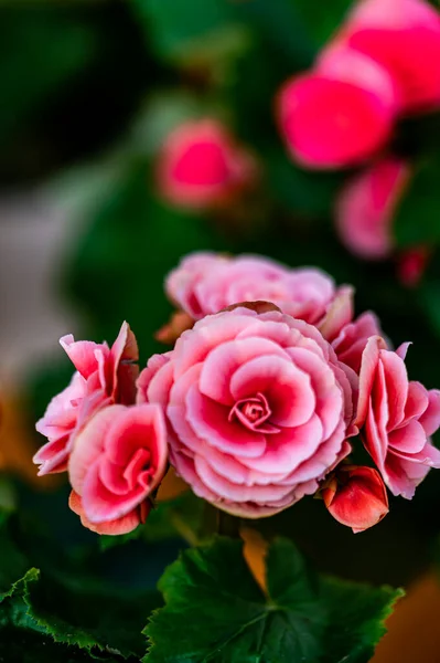 Rieger Begonia 12Th Jilin Changchun Winter Agricultural Expo Plant Exhibition — Stock Photo, Image