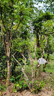 Hainan ilindeki gizemli meyve ağacı-Xinglong Güney Tıp Bahçesi