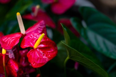 Changchun Çocuk Parkı, Çin 'de Kırmızı Anthurium-Bahar Çiçek Fuarı