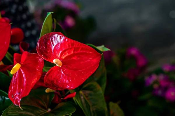 Wystawa Czerwonych Kwiatów Anthurium Spring Changchun Children Park Chiny — Zdjęcie stockowe