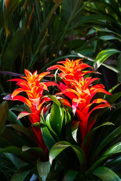 Changchun Çocuk Parkı, Çin 'de kırmızı ananas çiçeği bahar çiçek fuarı