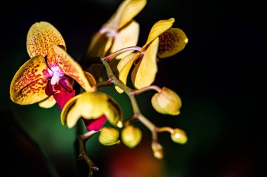 Changchun Çocuk Parkı, Çin 'de çiçek açan kelebek orkide-bahar gösterisi