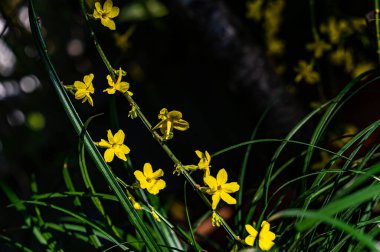Changchun Çocuk Parkı, Çin 'de bahar çiçekleri açan bahar çiçek fuarı