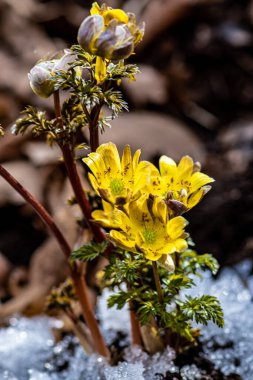 İlkbaharın başlarında açan buz çiçekleri