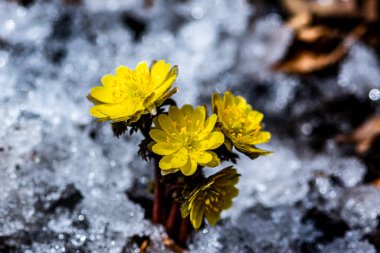 İlkbaharın başlarında açan buz çiçekleri
