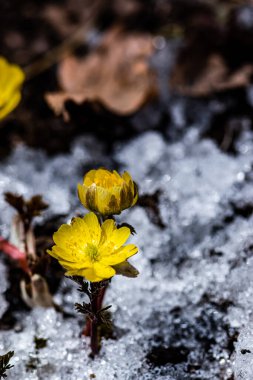 İlkbaharın başlarında açan buz çiçekleri