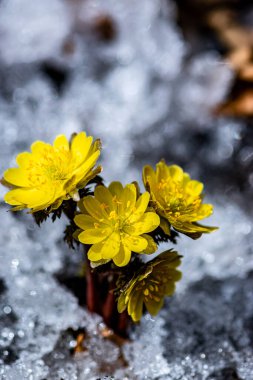 İlkbaharın başlarında açan buz çiçekleri