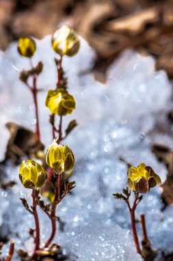İlkbaharın başlarında açan buz çiçekleri