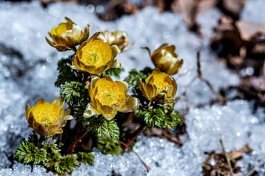 İlkbaharın başlarında açan buz çiçekleri