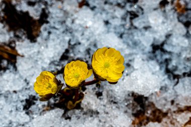 İlkbaharın başlarında açan buz çiçekleri
