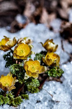 İlkbaharın başlarında açan buz çiçekleri