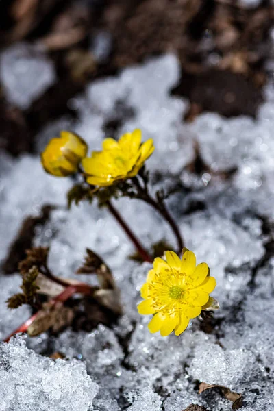Kora Tavasszal Virágzó Jégvirágok — Stock Fotó