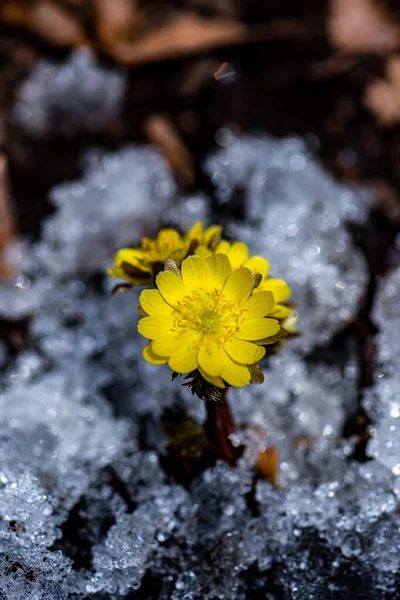 İlkbaharın başlarında açan buz çiçekleri