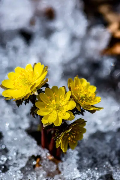 İlkbaharın başlarında açan buz çiçekleri