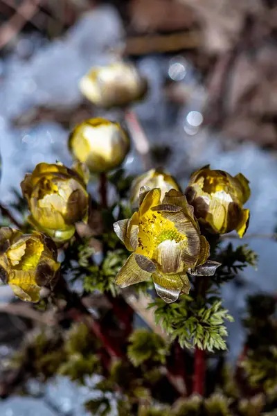 Νωρίς Την Άνοιξη Ανθίζουν Λουλούδια Πάγου — Φωτογραφία Αρχείου