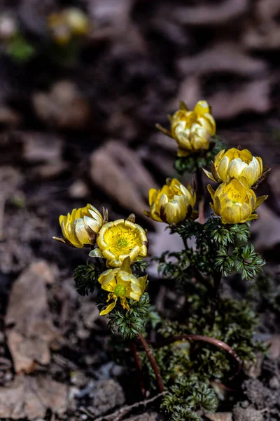 Časně Jarní Kvetoucí Ledové Květy — Stock fotografie