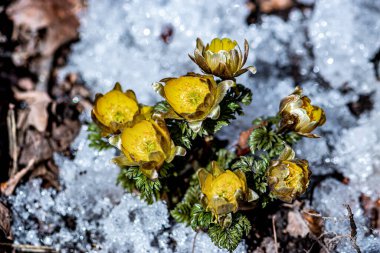 İlkbaharın başlarında açan buz çiçekleri