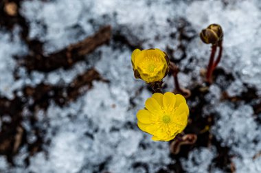 İlkbaharın başlarında açan buz çiçekleri