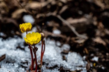 İlkbaharın başlarında açan buz çiçekleri