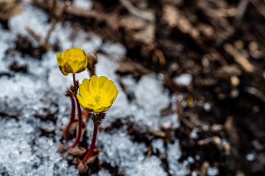 İlkbaharın başlarında açan buz çiçekleri