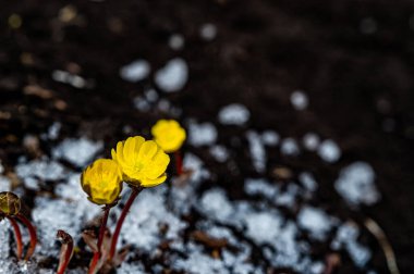 İlkbaharın başlarında açan buz çiçekleri