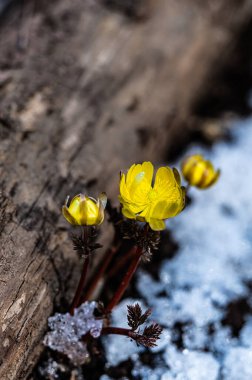 İlkbaharın başlarında açan buz çiçekleri