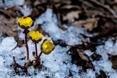 İlkbaharın başlarında açan buz çiçekleri