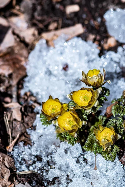 İlkbaharın başlarında açan buz çiçekleri