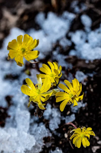 İlkbaharın başlarında açan buz çiçekleri