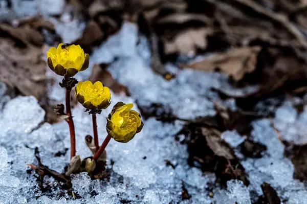 İlkbaharın başlarında açan buz çiçekleri
