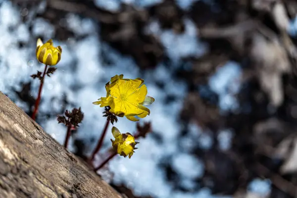 Vorfrühling Blühende Eisblumen — Stockfoto