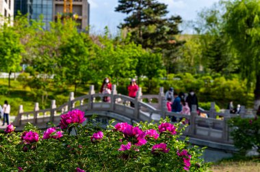Çiçekli şakayık - Changchun, Çin 'de çekilmiş