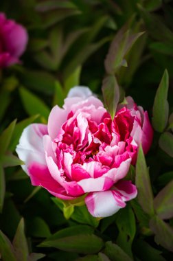 Çiçekli şakayık - Changchun, Çin 'de çekilmiş