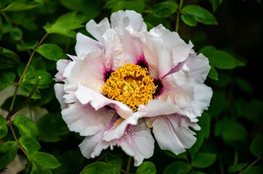 Çiçekli şakayık - Changchun, Çin 'de çekilmiş