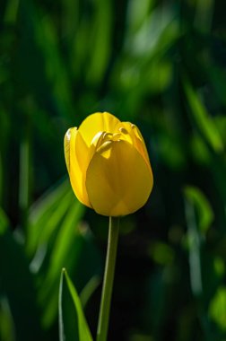 Çiçek açan laleler - Changchun, Çin 'de fotoğraflandı