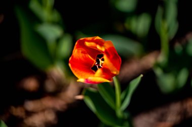 Çiçek açan laleler - Changchun, Çin 'de fotoğraflandı