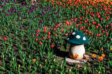 Çiçek açan laleler - Changchun, Çin 'de fotoğraflandı