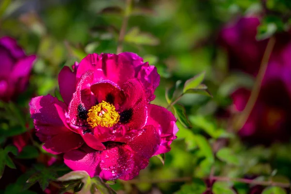 Peônia Florescente Fotografado Changchun China — Fotografia de Stock