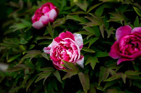 Pivoine Fleurs Photographié Changchun Chine — Photo