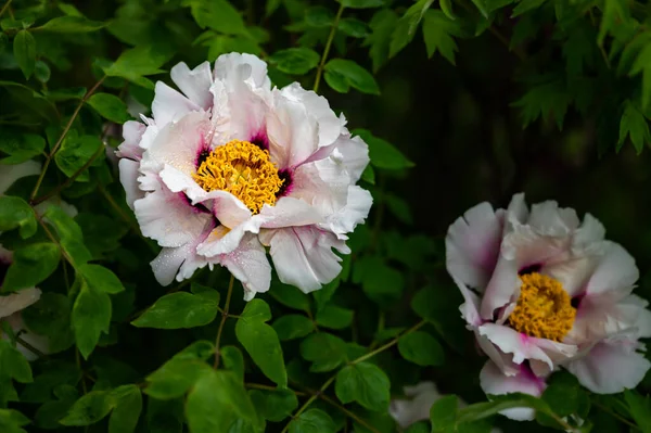 Blooming Peony Photographed Changchun China — Stock Photo, Image