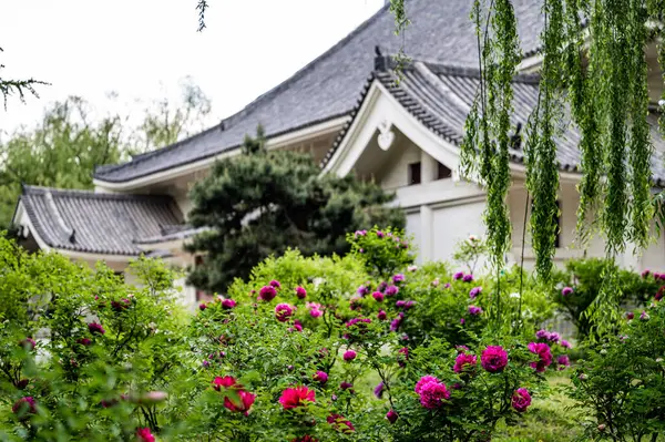 Paisajes Primavera Peony Garden Changchun China —  Fotos de Stock