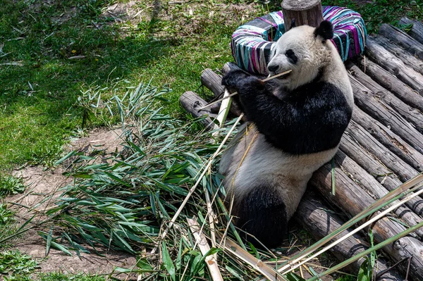 Dev Panda Bambu Yiyor — Stok fotoğraf