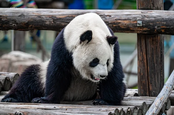 cute panda - Photographed in Changchun, China