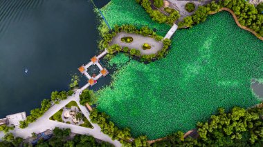 Landscape of Nanhu Park in Changchun, China with lotus flowers in full bloom