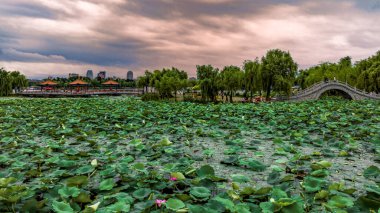 Landscape of Nanhu Park in Changchun, China with lotus flowers in full bloom